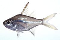 Ambassis interrupta, Long-spined glass perchlet: fisheries