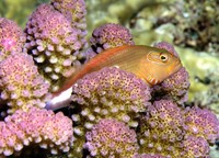 Paracirrhites arcatus, Arc-eye hawkfish: aquarium