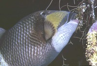 Balistoides viridescens, Titan triggerfish: fisheries