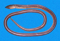 Bascanichthys cylindricus, Round sand-eel: