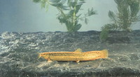Paramisgurnus dabryanus, : aquaculture