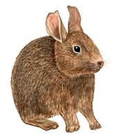 Image of: Romerolagus diazi (volcano rabbit)