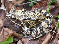 Rana temporaria - European Common Frog