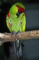 Rhynchopsitta pachyrhyncha - Thick-billed Parrot