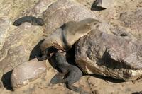 Arctocephalus pusillus - South African Fur Seal