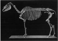 Equus scotti - Scott’s Horse