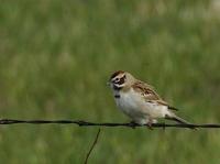 Image of: Chondestes grammacus (lark-sparrow)