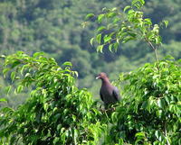 Image of: Columba squamosa (scaly-naped pigeon)