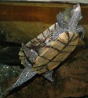 Image of: Graptemys pseudogeographica (false map turtle)