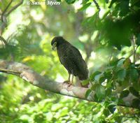Andaman Serpent Eagle - Spilornis elgini