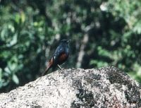 Luzon Water Redstart - Rhyacornis bicolor