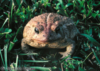 : Bufo woodhousii australis; Southwestern Woodhouse's Toad