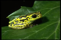 : Hyperolius viridiflavus variabilis; Frog