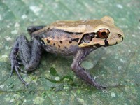 : Leptodactylus stenodema; San Jose White-lipped Frog