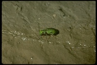 : Elaphrus viridis; Delta Green Ground Beetle