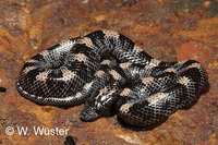 : Lycophidion albomaculatum; Wolf Snake