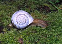 : Allogona townsendiana; Forest Snail