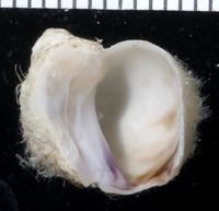 : Quoyula sp.