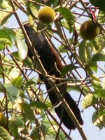 Greater Coucal(Centropus sinensis)