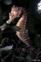 Short-Snouted Seahorse Hippocampus hippocampus