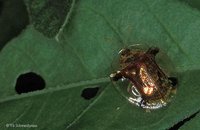 Cassidinae - Tortoise Beetles