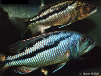 Aristochromis christyi, : aquarium