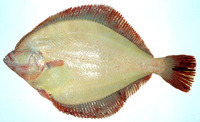 Pleuronectes quadrituberculatus, Alaska plaice: fisheries