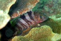 Epinephelus fasciatomaculosus, Rock grouper: fisheries