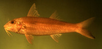 Upeneus sundaicus, Ochre-banded goatfish: fisheries