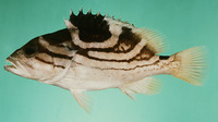 Epinephelus poecilonotus, Dot-dash grouper: fisheries