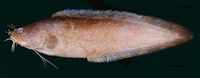 Brotula townsendi, Townsend's cusk eel: