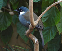 Image of: Garrulax chinensis (black-throated laughing-thrush)