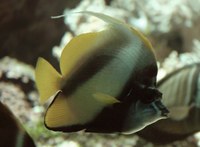 Heniochus intermedius - Red Sea Bannerfish