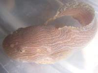 Liparis liparis - Common Sea-snail