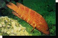 miniata grouper, Cephalopholis miniata