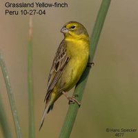 Grassland Yellow-Finch - Sicalis luteola