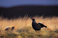 ...The black grouse lek is a piece of birdwatching           theatre, where males display in order 