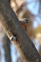 : Neophema chrysogaster; Orange Bellied Parrot
