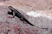: Sceloporus occidentalis longipes; Great Basin Fence Lizard