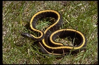 : Thamnophis couchii atratus; Santa Cruz Garter Snake