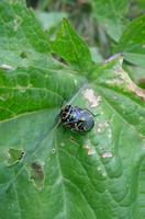 : Murgantia histrionica; Harlequin Bug