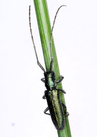 Agapanthia violacea