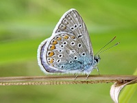 Polyommatus icarus - Common Blue