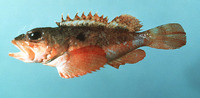 Scorpaena calcarata, Smooth-head scorpionfish: