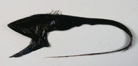 Eurypharynx pelecanoides, Pelican eel: