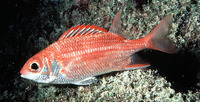 Sargocentron punctatissimum, Speckled squirrelfish: aquarium