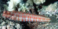 Blenniella chrysospilos, Red-spotted blenny: aquarium