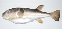 Takifugu porphyreus, : fisheries