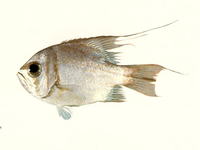 Glaucosoma magnificum, Threadfin pearl-perch: fisheries