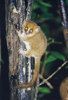 Image of: Microcebus rufus (brown mouse lemur)